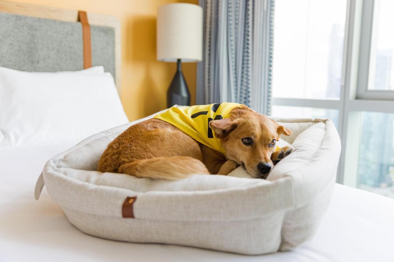 Sentral Michigan Avenue Aparthotel Chicago Exterior foto A dog in a dog bed